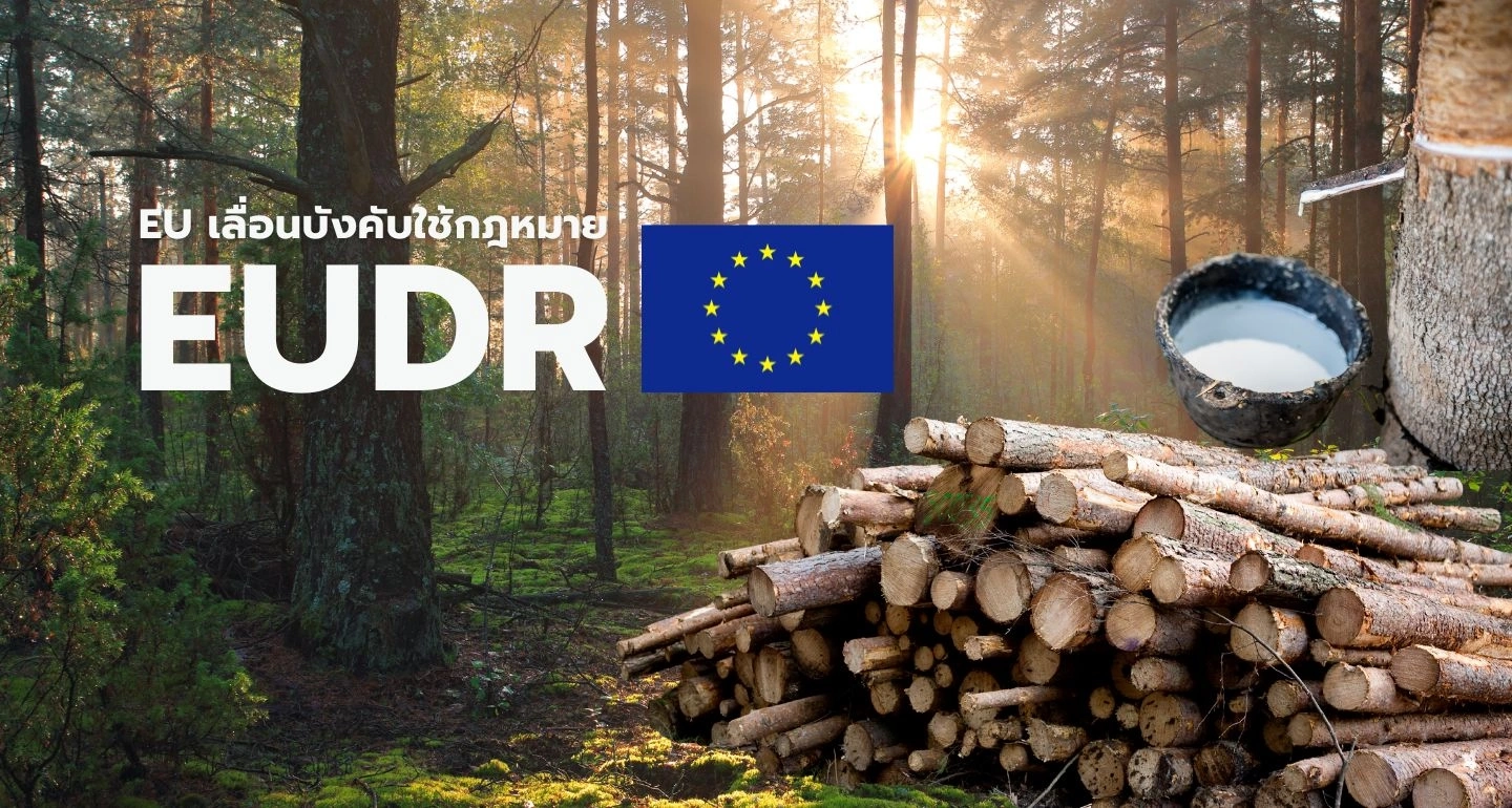 เมื่อ EU  “เลื่อน” EUDR: ผู้ส่งออกยางไทยได้เวลาหายใจ แต่เกมความโปร่งใสยังเดินต่อ