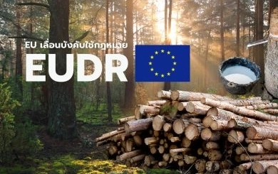 เมื่อ EU  “เลื่อน” EUDR: ผู้ส่งออกยางไทยได้เวลาหายใจ แต่เกมความโปร่งใสยังเดินต่อ