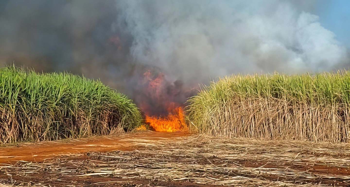 บทเรียนธุรกิจโรงงานน้ำตาล รับซื้อ 'อ้อยไฟไหม้' สะเทือนโมเดลธุรกิจเพื่อความยั่งยืน