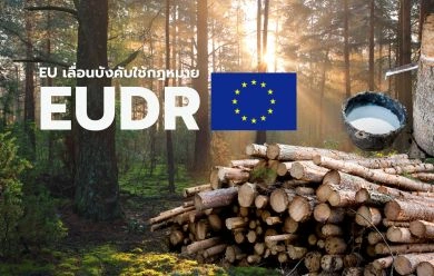 เมื่อ EU  “เลื่อน” EUDR: ผู้ส่งออกยางไทยได้เวลาหายใจ แต่เกมความโปร่งใสยังเดินต่อ