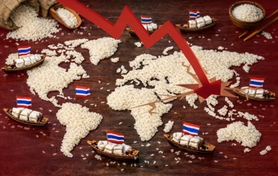 แนวโน้มการส่งออกข้าวไทยปี 2569
